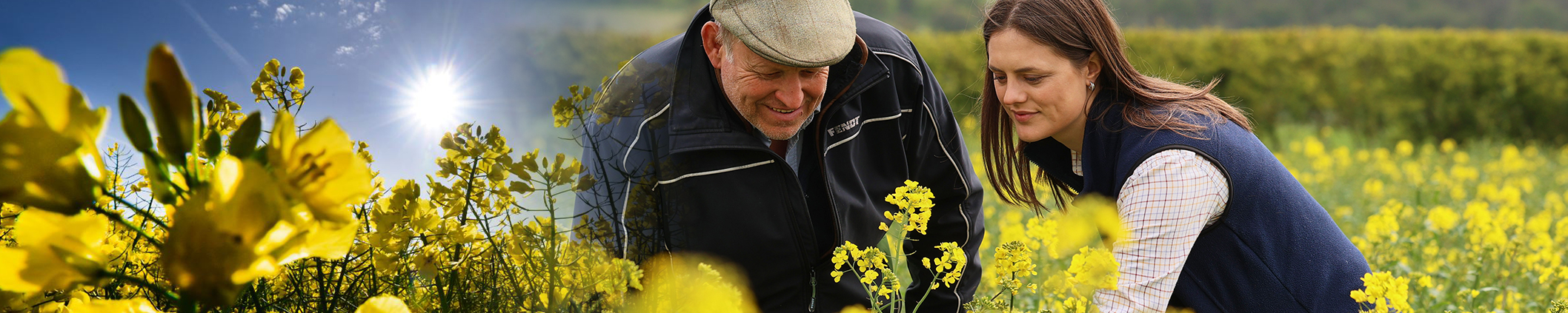 oilseed rape on farm