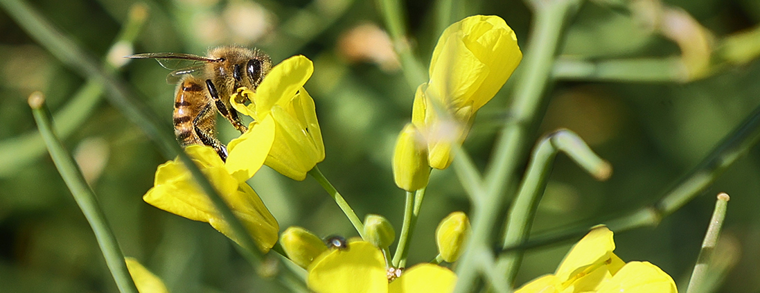 oilseed bee