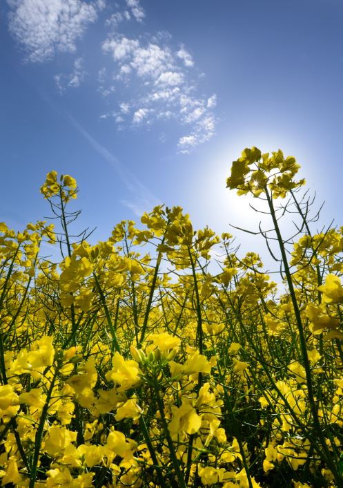 Frontier Ingham Sprayers and crops may small