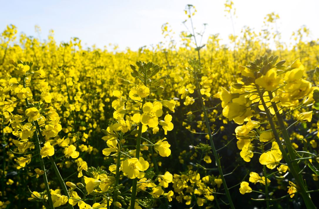 Frontier Ingham Sprayers and crops smaller