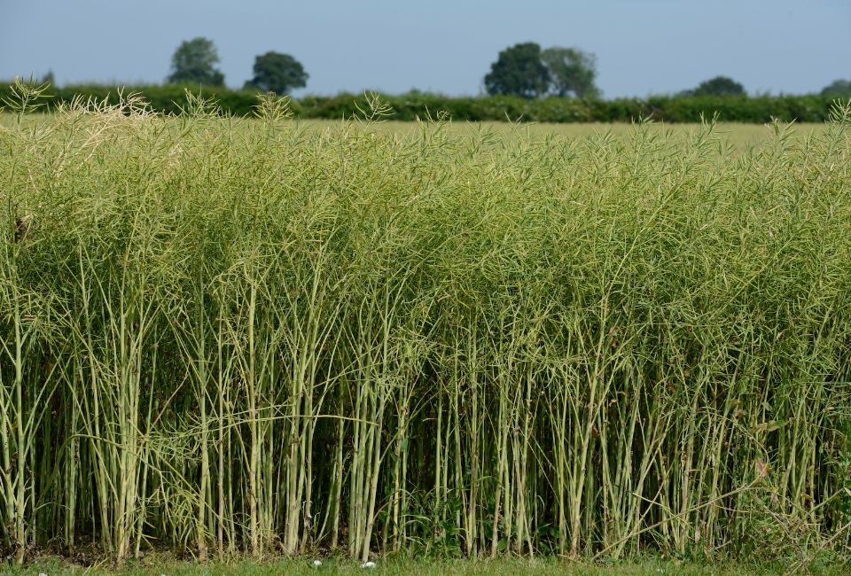 OSR Frontier Aylsham 2.7.2015-0096 smaller version