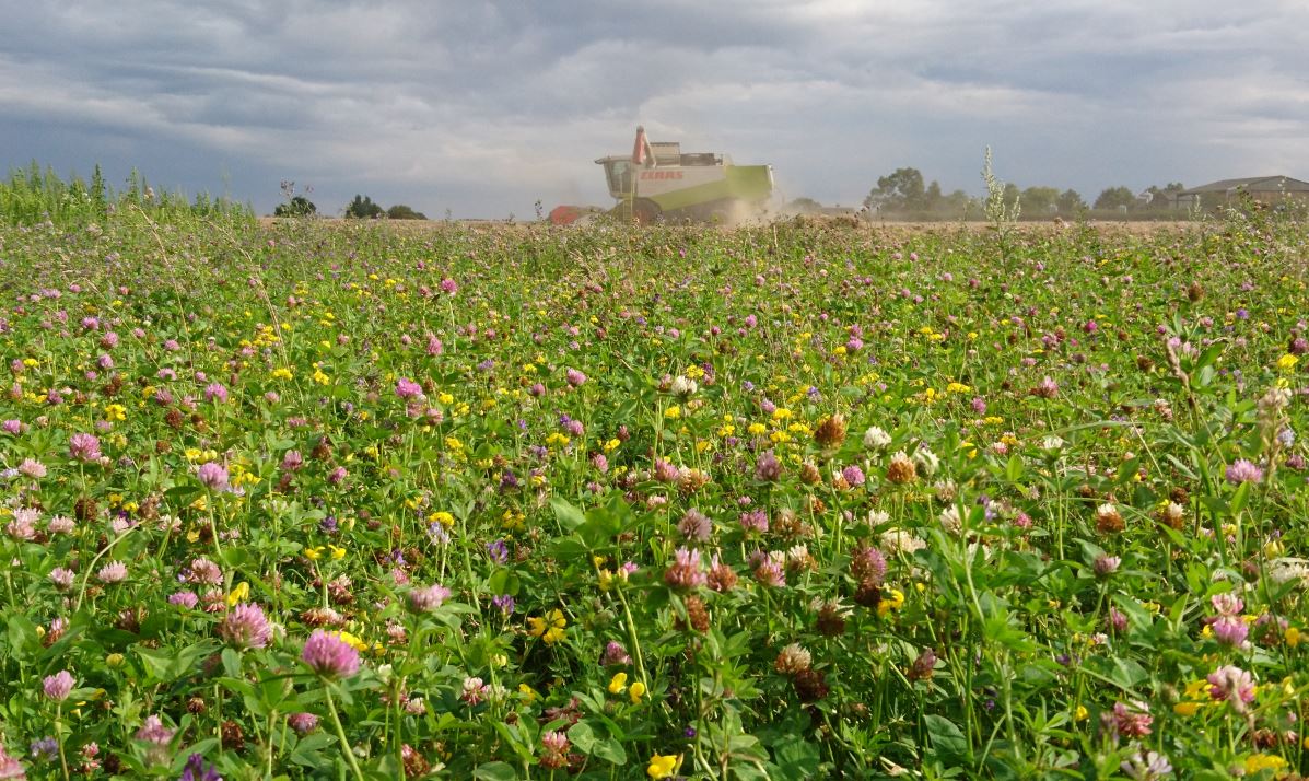 combine wildflowers