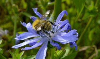 Bee-chicory-cropped