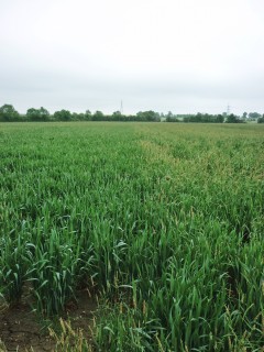 black-grass-after-delayed-drilling
