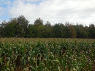 Maize-at-Blankney-Estates-3