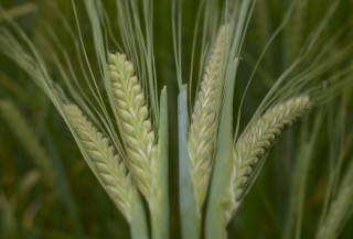 Spring-barley-crop