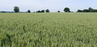 wheat-view