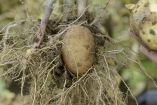 Potato nutrition demand