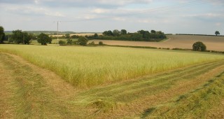 Standing-Grass-Fieldcropped
