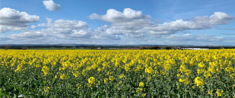 Growing a successful oilseed rape crop