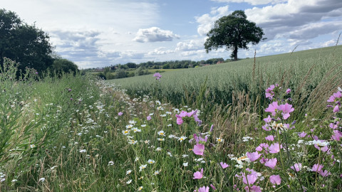 Wildflowers: Bringing significant visual and habitat benefits to your farmed environment