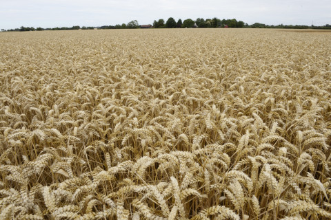 Managing ergot into the new season