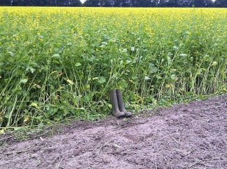 wellie cover crop